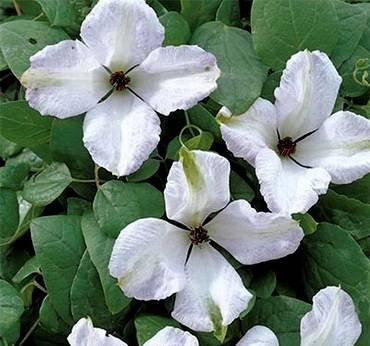 ClematisAlbaLuxurians