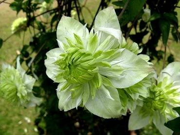 ClematisAlbaPlena