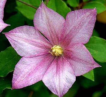 ClematisCaroline