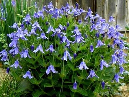ClematisIntegrifolia