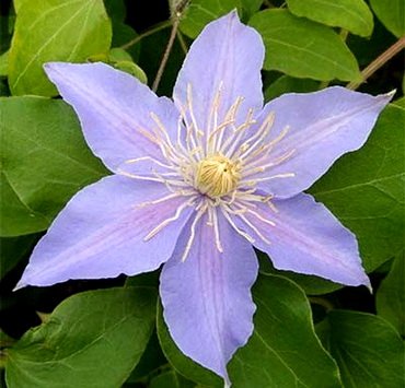 ClematisJusta