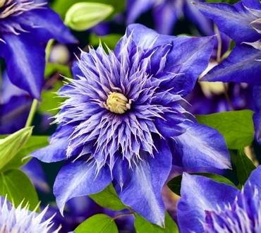 ClematisMultiBlue