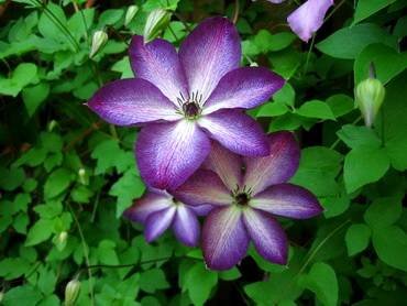 ClematisVenosaViolacea