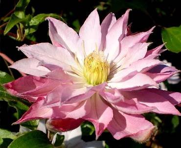 ClematisVioletElizabeth