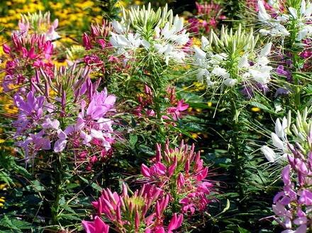 Cleome1