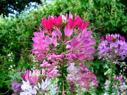 Cleome10