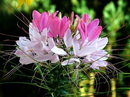 Cleome14