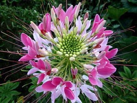 Cleome2