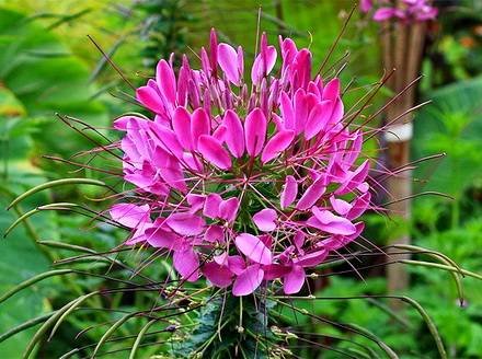 Cleome3