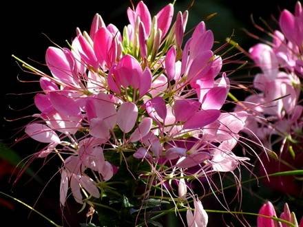 Cleome33