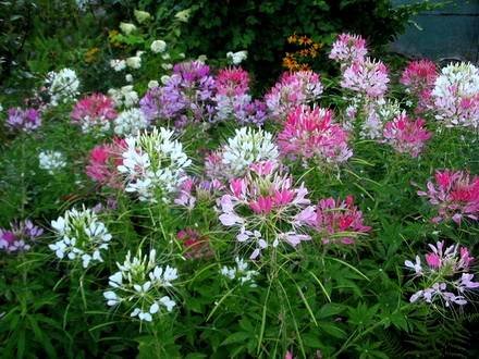Cleome4