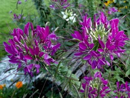 Cleome5