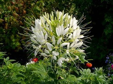 Cleome6