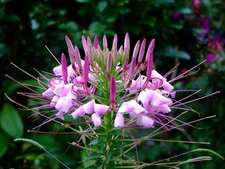 Cleome8