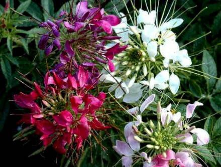Cleome9