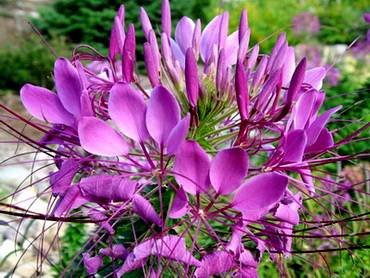 CleomeGiantPinkQueen