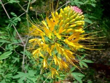 CleomeGoldenSparkler