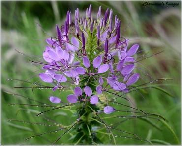 CleomePurpleCleome