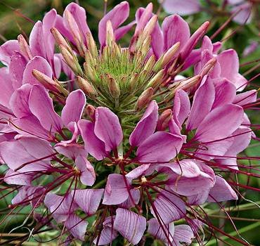 CleomeSparklerLavender