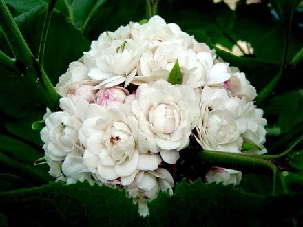 ClerodendrumFragrans