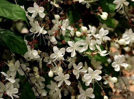 ClerodendrumSchmidtii