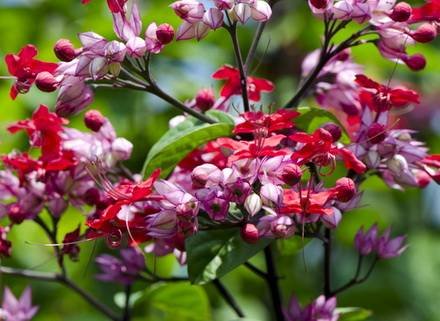 ClerodendrumSpeciosum3