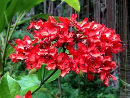 ClerodendrumSplendens