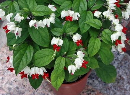 ClerodendrumThomsoniae2