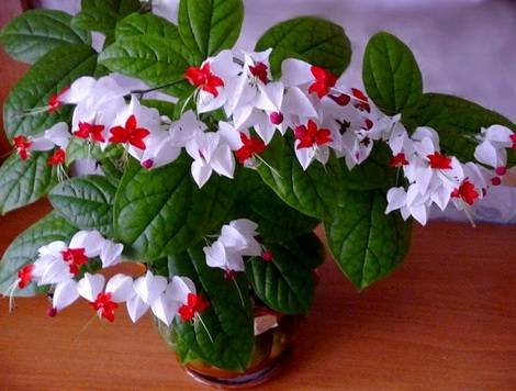 ClerodendrumThomsoniae3