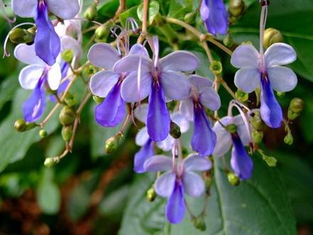 ClerodendrumUgandense2