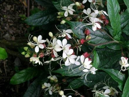 ClerodendrumWallichii