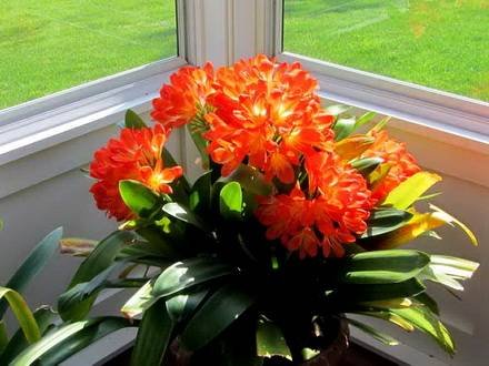 Clivia1