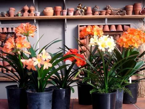 Clivia10