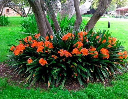 Clivia11