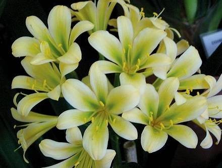 Clivia14