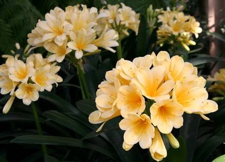 Clivia2