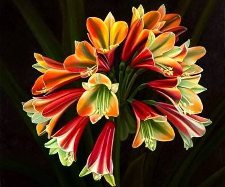Clivia3
