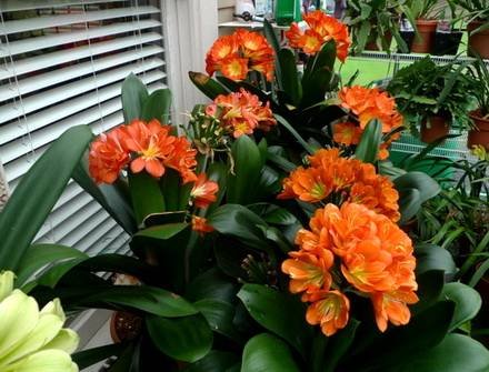 Clivia4