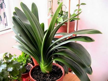 Clivia5