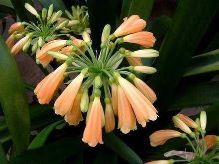 Clivia6