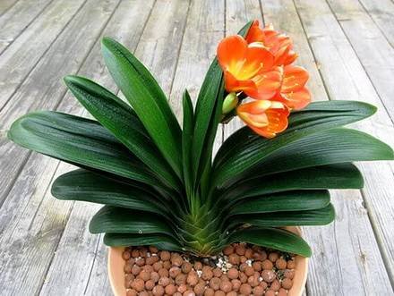 Clivia7