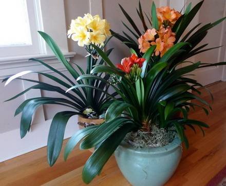 Clivia8