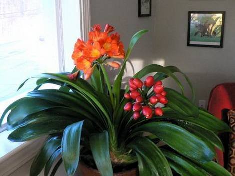 Clivia9