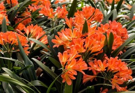 CliviaCaulescens