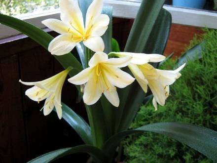 CliviaCitrina