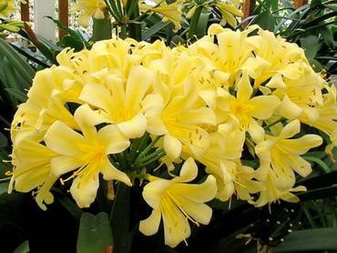 CliviaKirstenboshYellow
