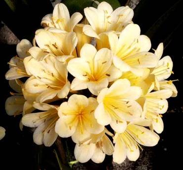 CliviaLemonChiffon
