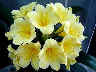 CliviaMcLemanBroadYellow