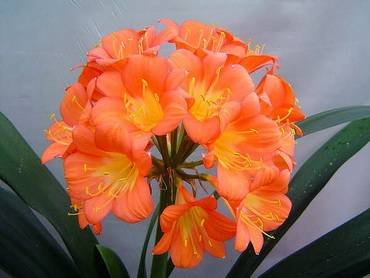 CliviaNgidiBeta