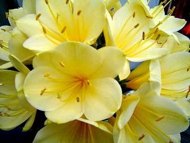 CliviaSirJohnThuronYellow